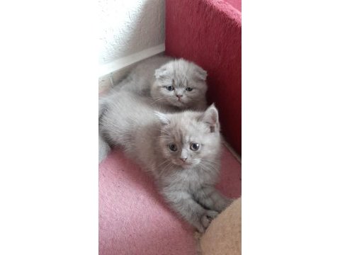 Yavrularım erkek dişi british shorthair