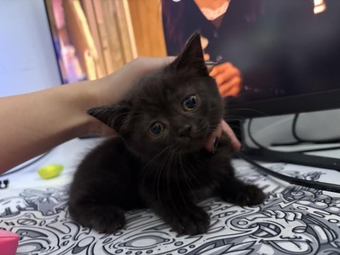 Siyah british shorthair