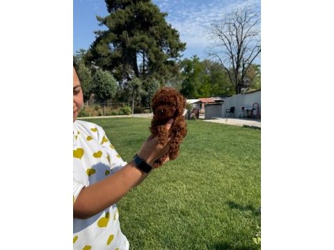 Kore toy poodle bebeklerimiz