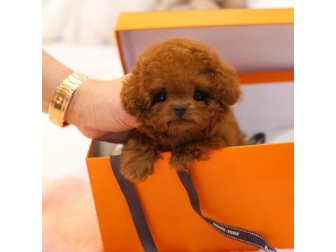 Wc eğitimli super zeki toy poodle bebeklerimiz