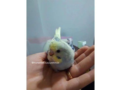 Ele gelen ısırmayan yavru kuşlar