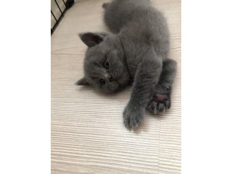 Gri british shorthair