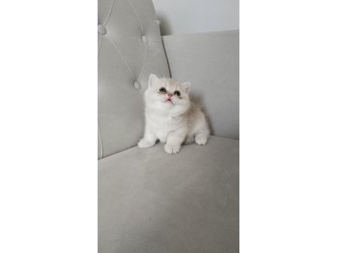 British shorthair golden cy ve ay yavrularım karşınızda