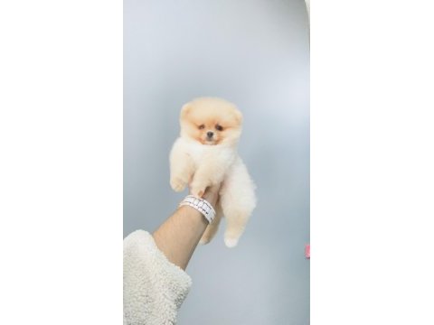 Pomeranian boo