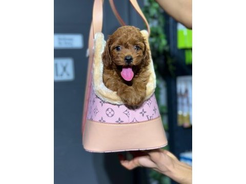Maltipoo yavrularımız