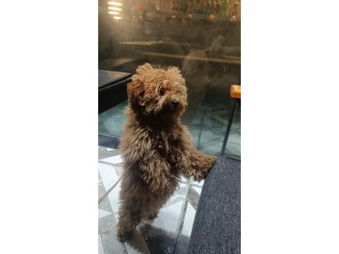 Toy poodle köpekler