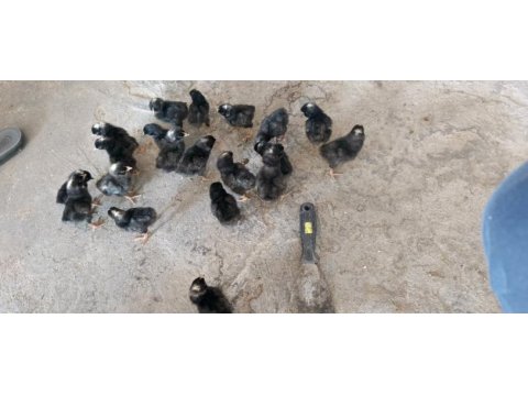 Tavuk civcivi bulunur 20 adete kadar