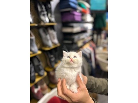 British shorthair ve scottish fold yavrularımız