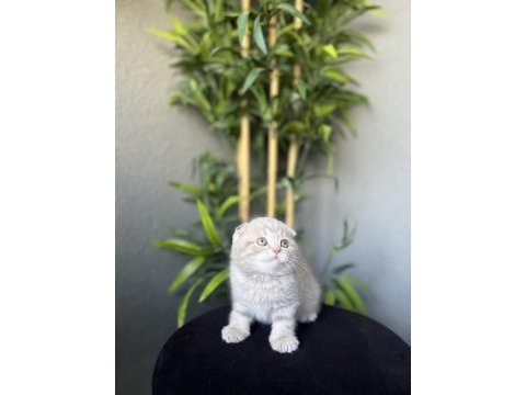  scottish fold yavrularımız 