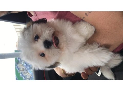 Tatlış shih tzu