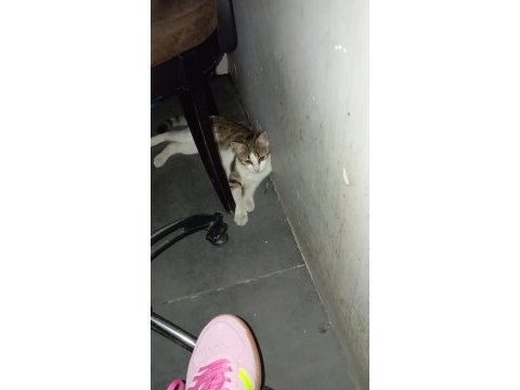 Ücretsiz kedimizi sahiplendirme