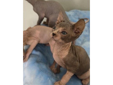 Naked beauty sphynx cattery kedimiz