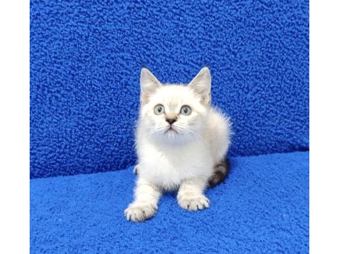 Lynx point ponçik yeni yuvalarına gitmeye hazır