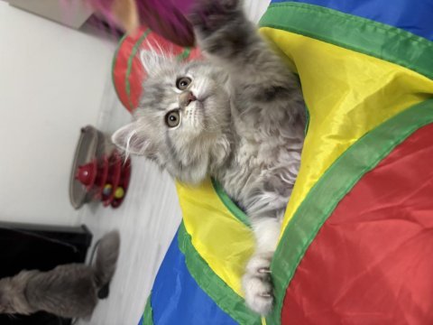 Tatlı british longhair bebeklerimiz