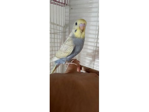 Yavru muhabbet kuşu bulunurlar
