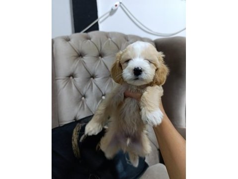 Sevimli maltipoo bebekler