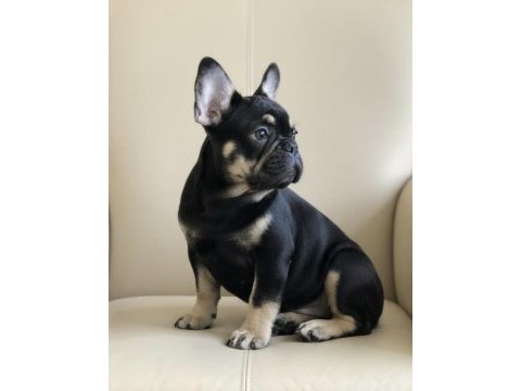 Aşılı eğitimli her renk ve fluffy taşıyan french oğlumuz