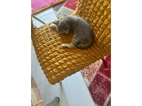 Yavru kedilerimiz - anne rus baba scottish fold