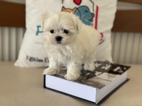 Tea cup kore kan maltese petmode de canlı görün