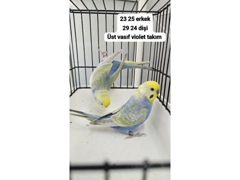 A kalite üst vasıf raınbow kuşlar açıklama okuyun