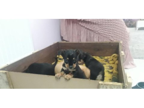 Yavru pinscher köpekler