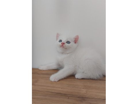 British shorthair