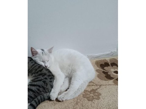 Kedimiz maysa kızıma yuva arıyorum