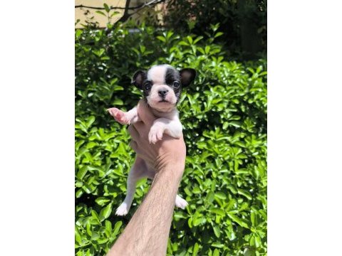 Çok sevimli ve oyuncu french bulldog yavrularım