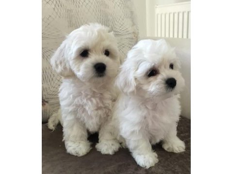Maltese bebekler