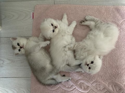 Teslime hazır scottish fold yavrularımız