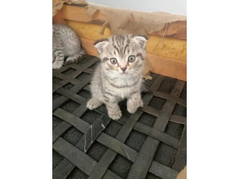 16 nisan doğumlu yavrular scottish fold