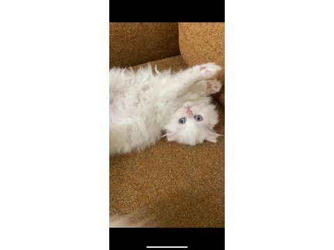 Beyaz british longhair