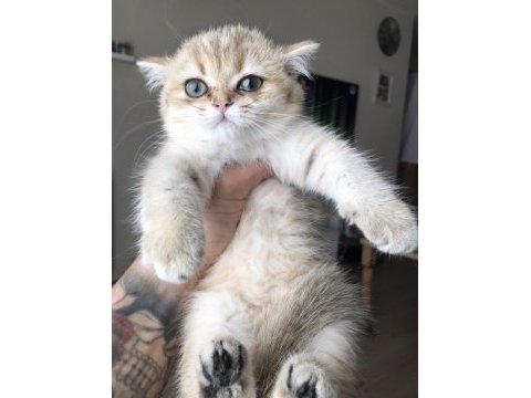 Safkan british shorthair