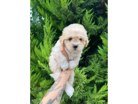 Orijinal maltipoo yavrular randevu alarak bakabilirsiniz