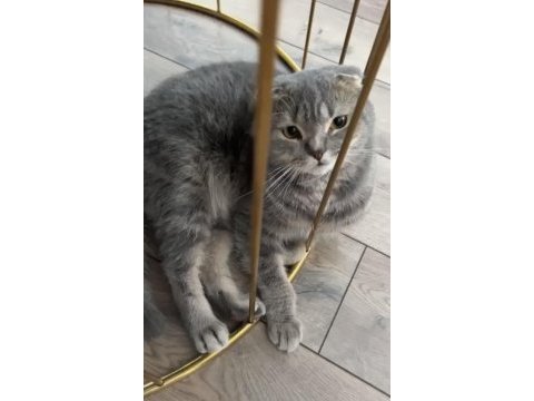 Scottish fold kedimiz