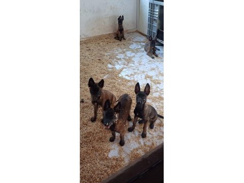 Bursa malinois krallığı'ndan yavrular