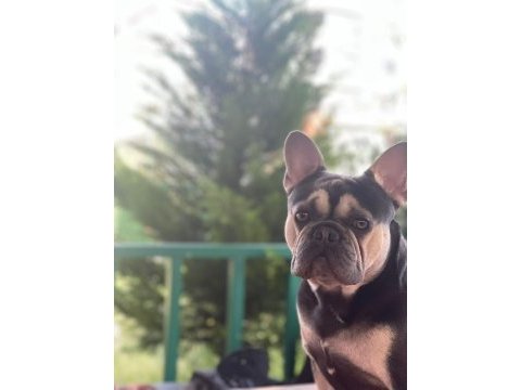 Benim adım taysın french bulldog