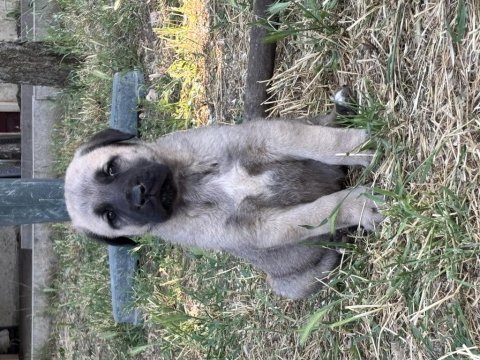 40 günlük sağlıklı yavru köpekler