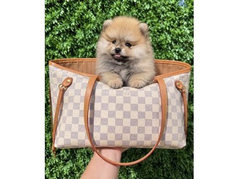 Teddy bear pomeranian