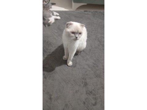 Taşınacağım için kedimi acilen sahiplendirme istiyorum