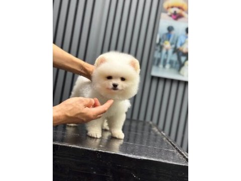 Pomeranian köpekleri
