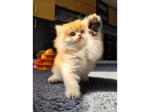 Full şecereli dişi british longhair yavru