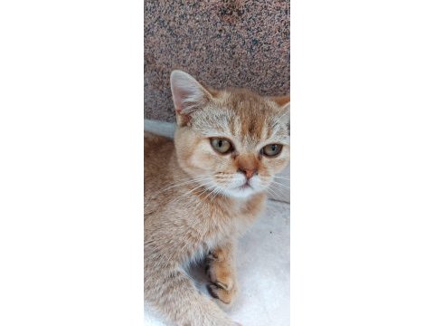5 aylık exotic shorthair