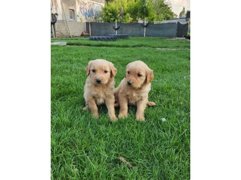 Irk ve sağlık garantili golden retriever