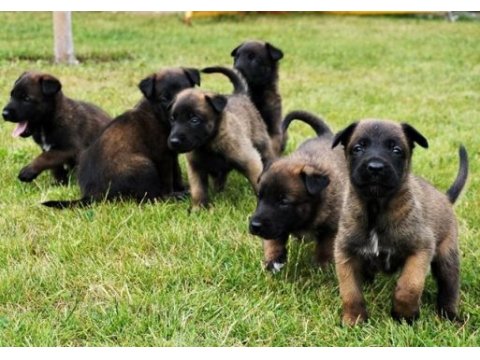Mükemmel belçika malinois yavrular