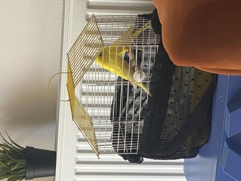 1 çift sağlıklı muhabbet kuşu 11 aylıklar
