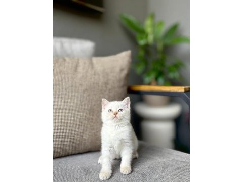 Brıtısh shorthair a kalite yavrularım 