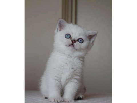Mavi gözlü ve yeşil gözlü british shorthair