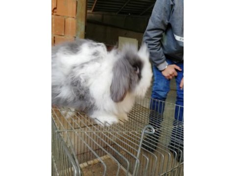 Teddy lop damızlık tavşanlar