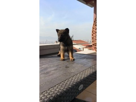 Alman kurdu yavruları
